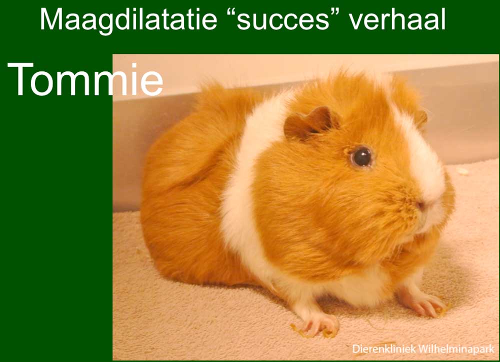 Tommie heeft een mdv in eerste instantie gaat het goed